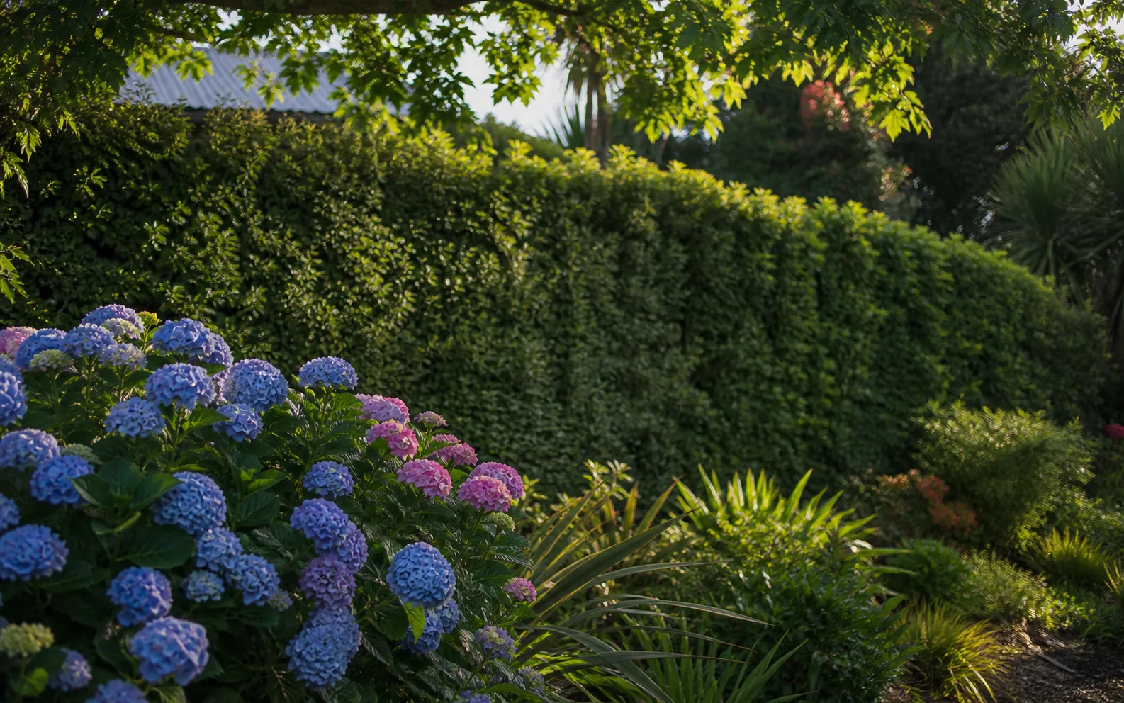 A clipped hedge and hydrangeas in evening light, the garden language of Remuera